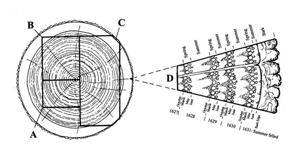 Section of tree